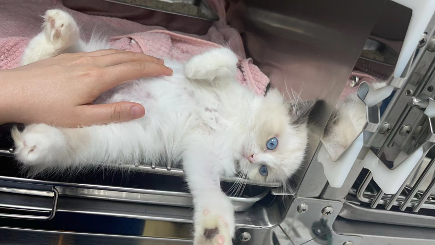 Berbagi Kasus VetMedix丨 Perawatan Laser Hewan Berkekuatan Tinggi untuk Pembengkakan Kulit Lokal dan Penghilangan Rambut Karena 441