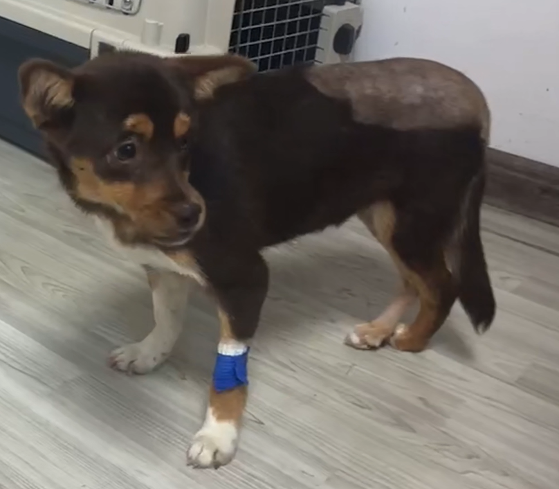 VETMEDIX Case Sharing 丨 Pengobatan Laser Daya Tinggi Fossa Asetabular & Fraktur Femoral