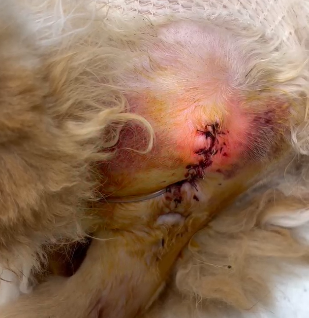 VETMEDIX Case Sharing 丨 Laser daya tinggi menyembuhkan luka pasca-urethrostomi
