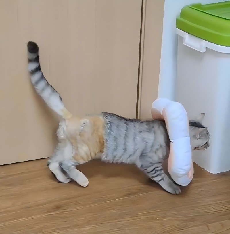 VETMEDIX Case Sharing 丨 Pengobatan laser daya tinggi dari fraktur tibialis femoralis