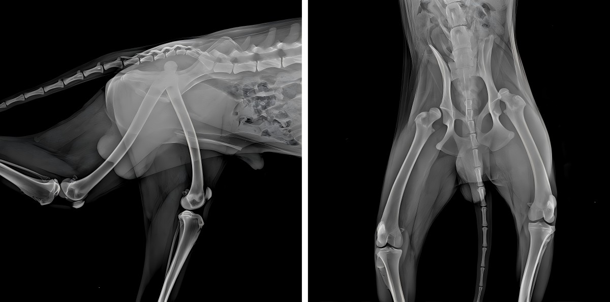 VETMEDIX Case Sharing 丨 Laser daya tinggi meningkatkan rehabilitasi pasca operasi dislokasi femoralis bilateral