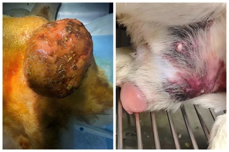 Berbagi Kasus Vetmedix丨 Penerapan Terapi Laser Energi Tinggi dalam Mengobati Pembesaran Prostat