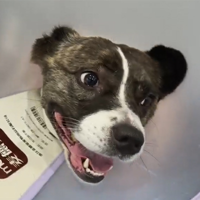 Laporan Kasus Vetmedix丨 Penggunaan Terapi Laser Hewan dalam Mengobati Neuritis Akut pada Pasien Anjing