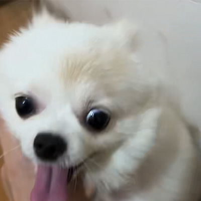 Berbagi Kasus Vetmedix 丨 Kasus Penerapan Laser Berenergi Tinggi dalam Mengobati Kurap Anjing