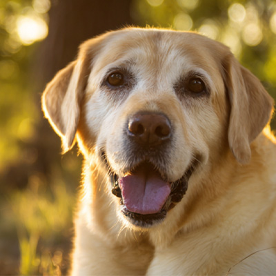 Berbagi Kasus VetMedix丨 Kasus Penerapan Terapi Laser Energi Tinggi dalam Pengobatan Tumor Perianal Non-Penyembuhan Pasca Operasi